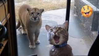 Try Not to Laugh Dogs and Cats  Awesome Funniest Animal Videos