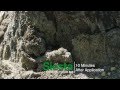 Siesta™ Insecticide Fire Ant Bait
