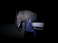 Beethoven “Moonlight Sonata” (2) on Piano for Old Bull Elephant