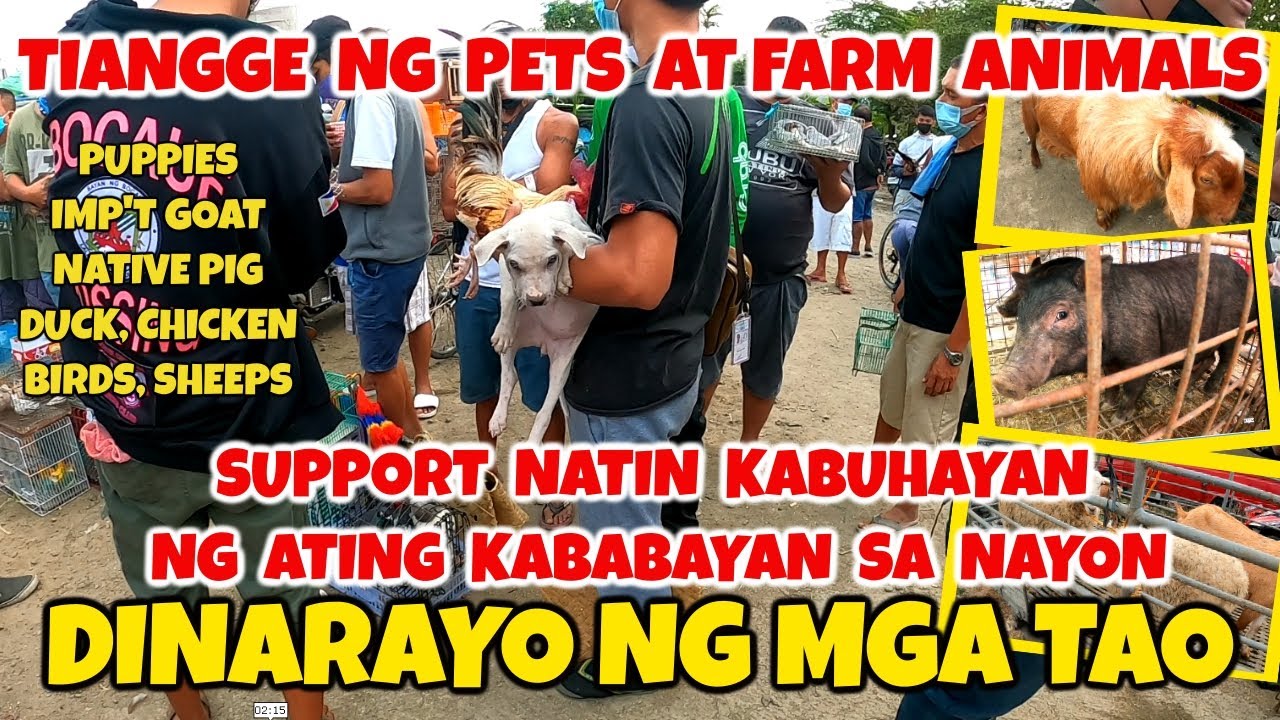 TIANGGE NG MURANG PETS AT FARM ANIMALS/ DINADAYO NG MGA TAO - PUPPIES, GOAT, NATIVE PIG, SHEEP ATBP.