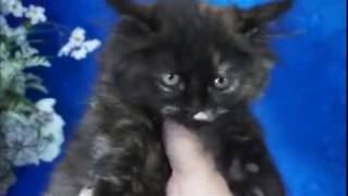 Haley - Black Calico Solid Female Ragamuffin from www.RagdollKittens.net