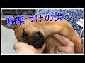 「信じられない」麻薬づけの子犬が車内で発見された！今にも途絶えそうな小さな命。子犬の運命を変えた奇跡の出会いとは・・【素敵な話】