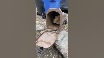 The Beast in the Bin!! Squirrel attack….