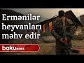 Ermənilər heyvanları belə məhv edir