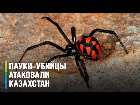 Токсичные пауки-каракурты нападают и смертельно жалят людей в Казахстане. Погода в СНГ