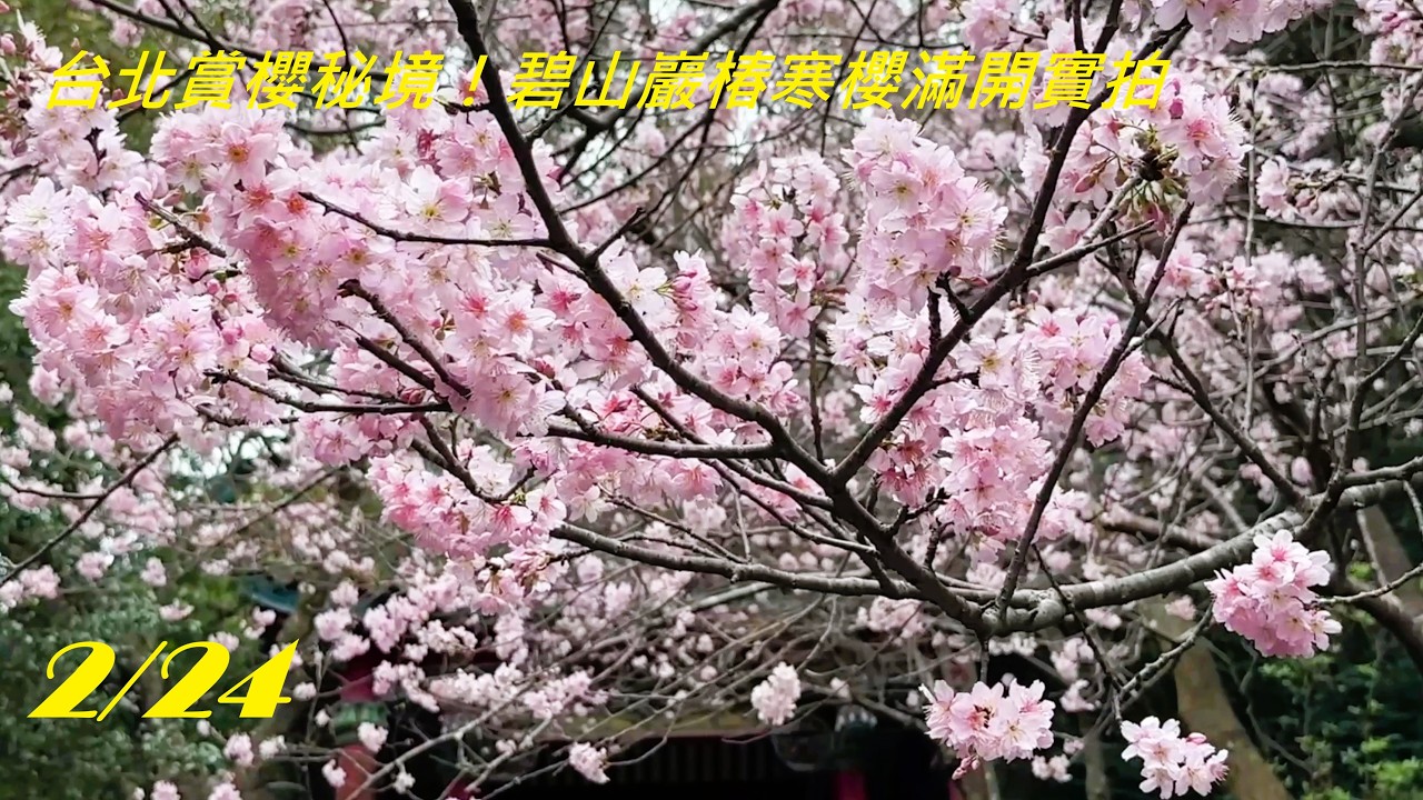 2026 內湖碧山巖櫻花爆開！粉色隧道太夢幻#碧山巖#內湖櫻花#椿寒櫻#台北賞櫻#櫻花隧道#櫻花季#台北景點#春天景點#台北旅遊#賞花推薦#打卡景點#Taipei#cherryblossom