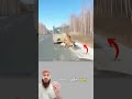 النمر ينجح في إسقاط الغزال أرضا لكن الأيل يظهر مقاومة غير عادية 