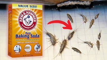 How to Get Rid of Silverfish Overnight! (Simple Home Remedies)