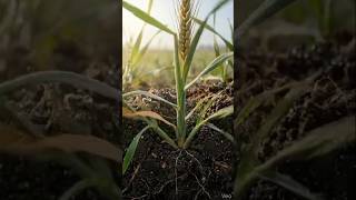 Wheat Seed to Harvest 🌾 Full Growth Timelapse #Shorts