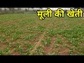Scientific method of radish cultivation radish farming