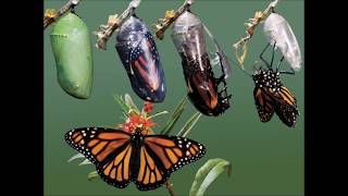 CI 100 final project Digital Movie (Life cycle of a butterfly)