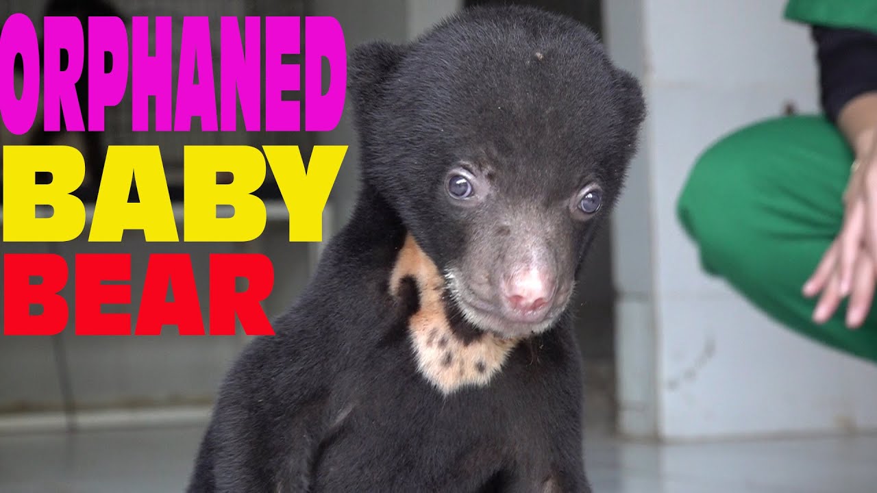 le plus beau nounours du monde