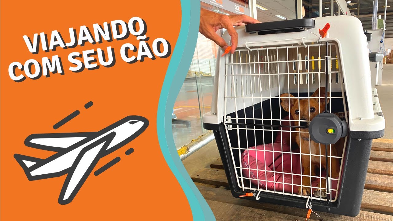 Como Viajar Com Seu C o De Avi o treino Completo YouTube