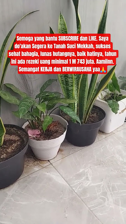 Semangat hijau #quotes #yukberdoa #motivation #nasehat #motivasidiri #katakatabijak #kunfayakun #fyp