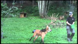 Video shot of the maned wolf - chrysocyon brachyurus at swedish zoo
nordens ark in june 2013. language is swedish, but i have added
english subtitles. ht...