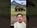 Un ours gigantesque #ours #kodiak #animal