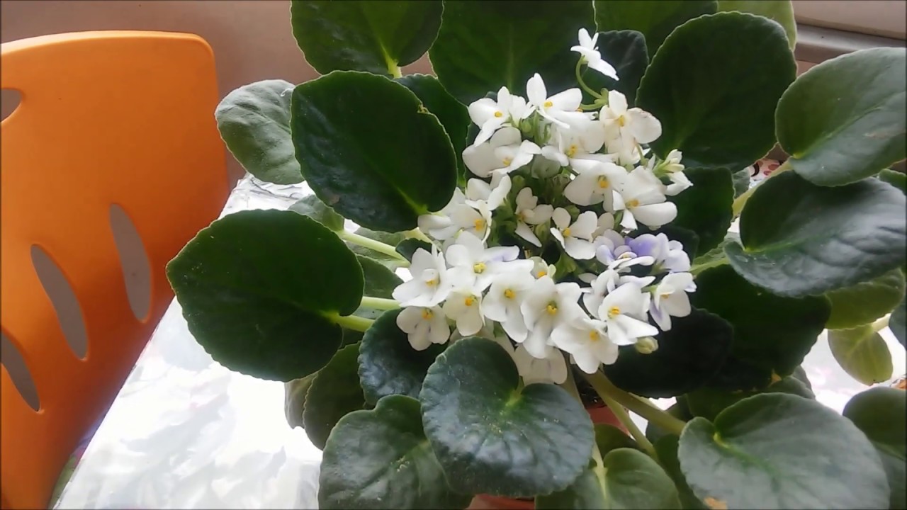 Menekşe çiçeğim nasıl hep çiçekli kalıyor?