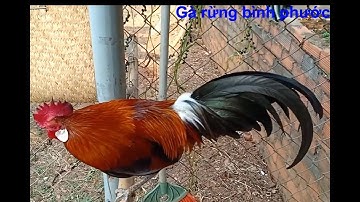 Bẫy gà rừng và cái kết mà anh em chiến kê cũng hay gặp