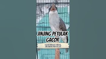 Jinjing Petulak#KicauMania #MasteranBurung #masteranburung #cucakijo #kicaumania#shortvideo