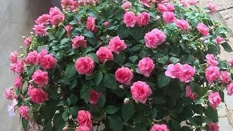 Một số lưu ý để có chậu ngọc thảo kép to, khoẻ và thông báo về việc tặng cây giống