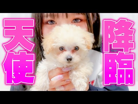 愛犬ロンちゃんの姉弟を見つけました。