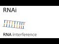 RNA Interference Quiz