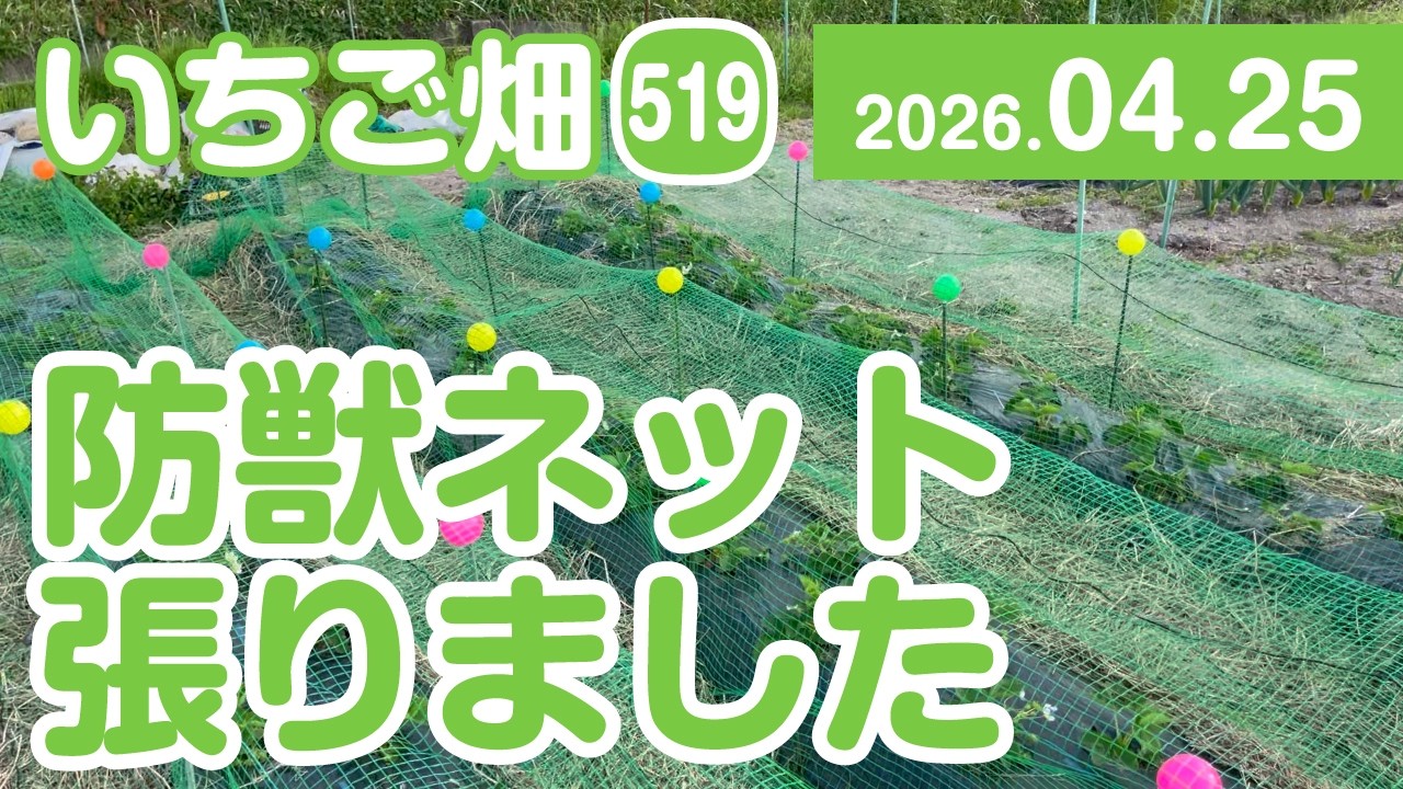 イチゴ畑 いちご畑【519】防獣ネットを張りました - YouTube