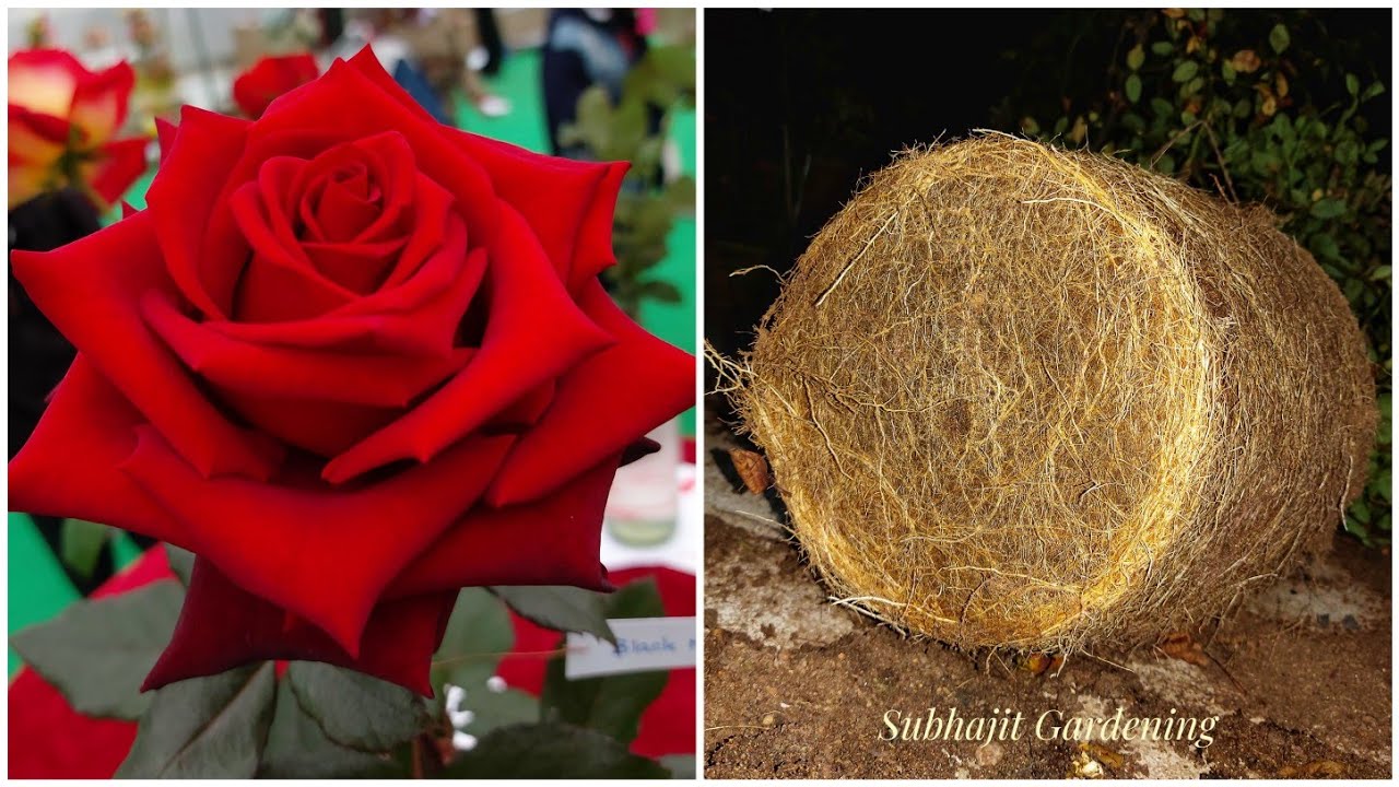 येह 1 काम अभी करे गुलाब के पौधे मे! Root pruning of Rose plant