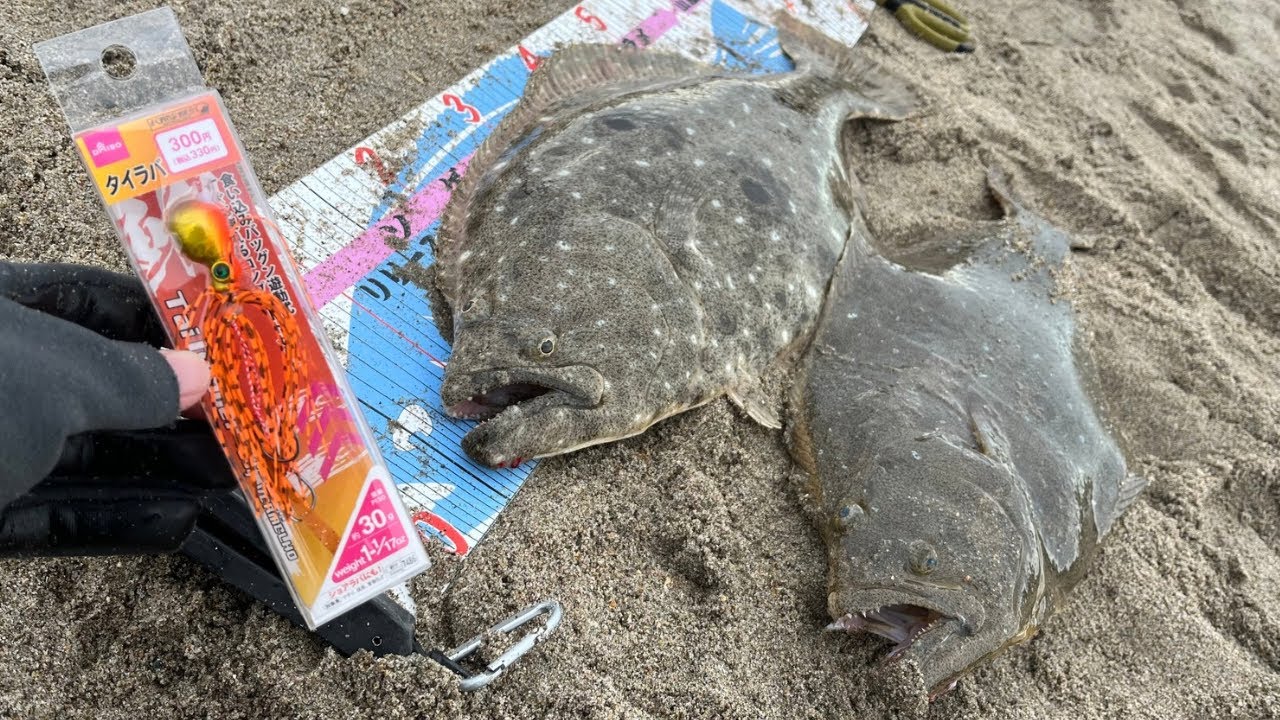 ヒラメ連発‼︎誰でも超簡単に釣れるダイソータイラバはこう使え‼︎【サーフ】