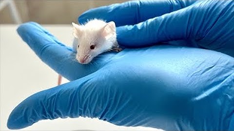 1.7 – Restraint Procedure of the Mice