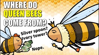 Where Do Queen Bees Come From?