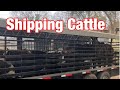 Shipping and selling stocker steers, moving weaned calves to winter pasture.