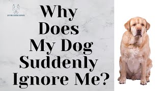 Why Does My Dog Suddenly Ignore Me? by Anything German Shepherd 447 views 1 month ago 1 minute, 2 seconds