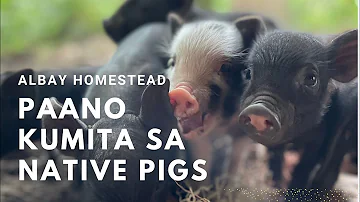 Paano Kumita sa Pag aalaga ng Native Pigs #malilipot #albay #Pigs #NativePigs #argiculture