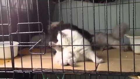 Video 511811: doll face himalayan persian, blue point himalayan persian, kitten