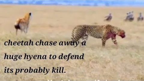 cheetah chase away a huge hyena to defend its probably kill.