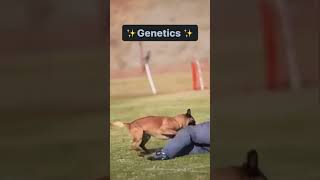 Let’s Talk About Genetics! Although Genetics Isn’t The Only Reason For A Dogs Behavior #Dogbehavior