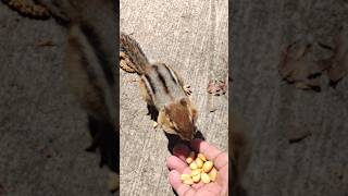 chipmunk eating out of hand #chipmunks #animal #animals #toronto #trending #viral #shortsviral #vlog