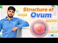 Structure of Ovum Explained Easily | Human Egg Cell Full Detail 🔬