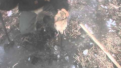 Underice Muskrat Trapping Pt. 3