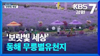 [포착! 현장7] ‘보랏빛 세상’ 동해 무릉별유천지 / KBS  2025.06.18.