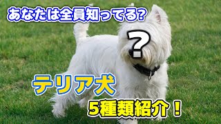 【犬】あなたは全員知っている5種類のテリア犬ちゃんを紹介【テリア】