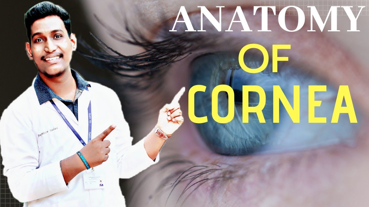 anatomy of cornea cornea anatomy layers of cornea anatomy of