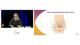 Male anatomy and the pelvic floor