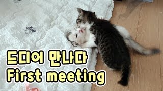 The First Meeting between Two Kittens, Xuni and Yuni // 두 아기고양이 슈니와 유니의 두근두근 첫 만남