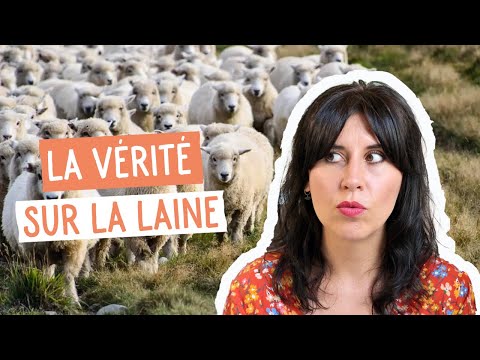 Vidéo: Quand les moutons sont-ils tondus en Ecosse ?