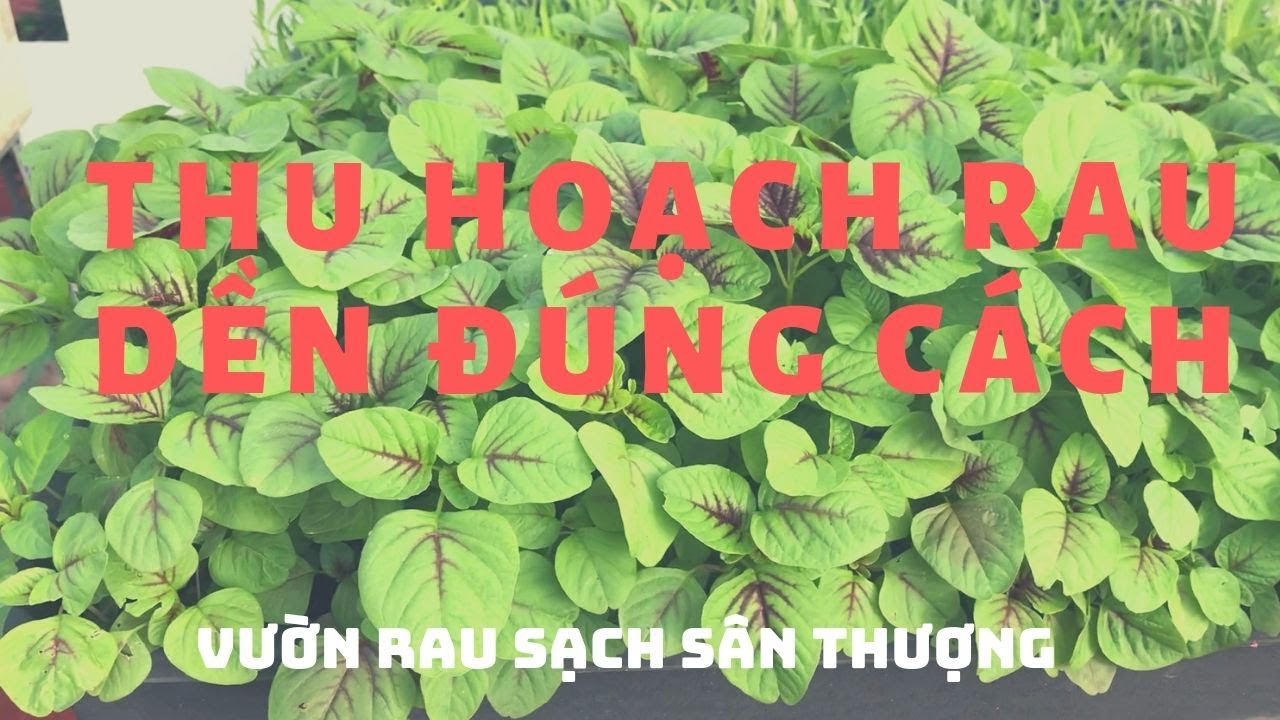 Cách thu hoạch rau dền hiệu quả nhất / Vườn Rau Sân Thượng ...