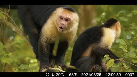 Toguard H75 4K Lite Trail Camera 24MP Game Camera WiFi Bluetooth Hunting Camera with 46 PCS