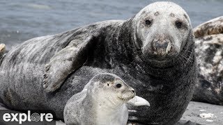 Gray Seal Pupping Cam by Explore Oceans 80,008 views 4 years ago 2 hours, 12 minutes