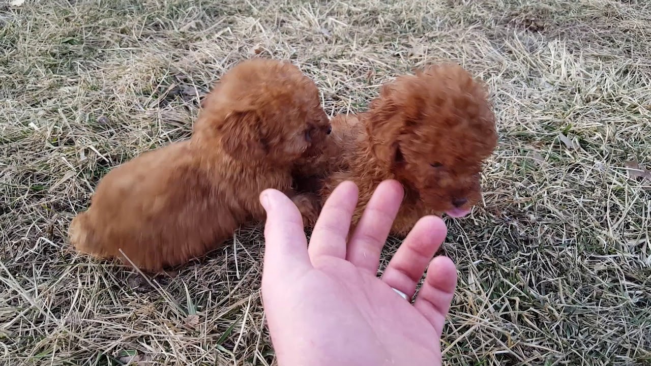 newborn toy poodle